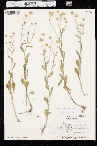 Erigeron tenuis image