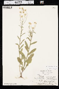 Erigeron tenuis image