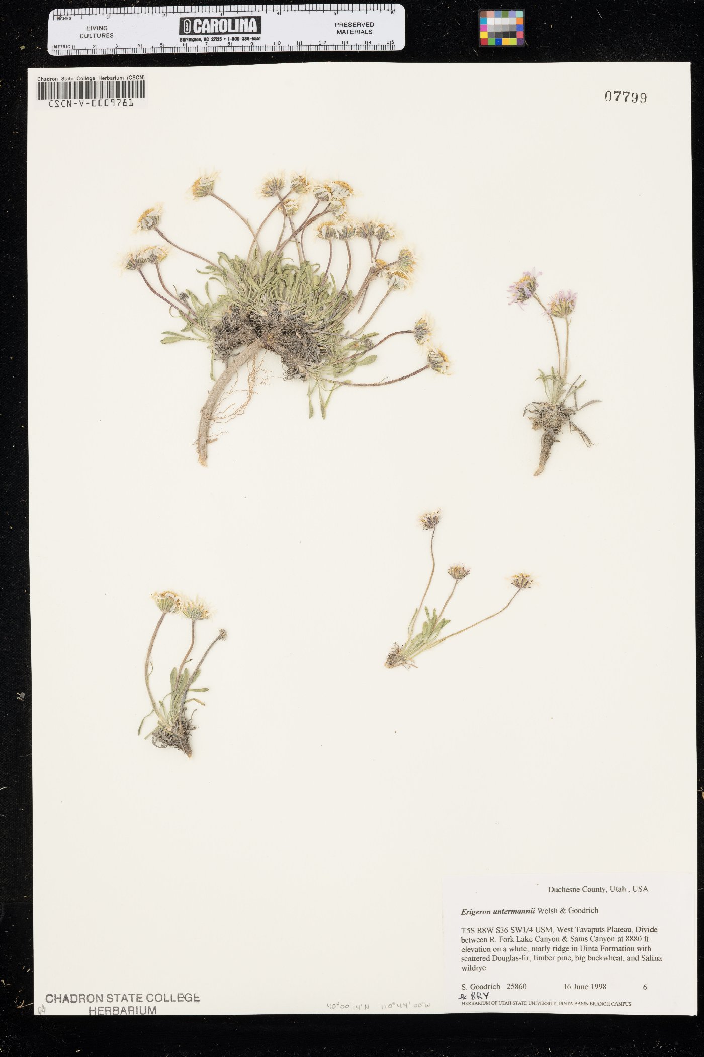 Erigeron untermannii image