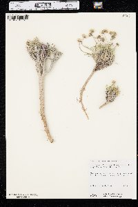 Erigeron untermannii image