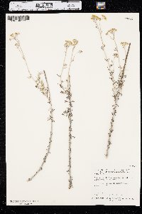 Eriophyllum confertiflorum var. confertiflorum image