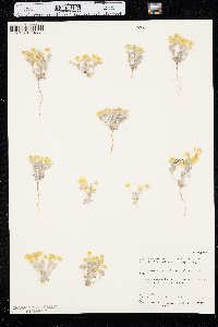 Eriophyllum wallacei image