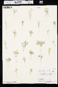 Eriophyllum wallacei image