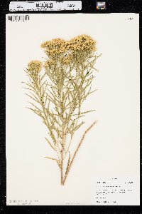 Euthamia gymnospermoides image