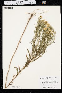 Euthamia gymnospermoides image