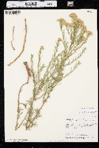 Euthamia occidentalis image