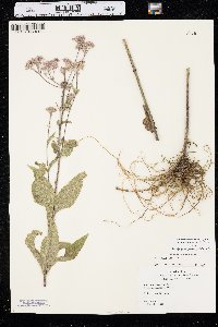 Eutrochium maculatum var. bruneri image