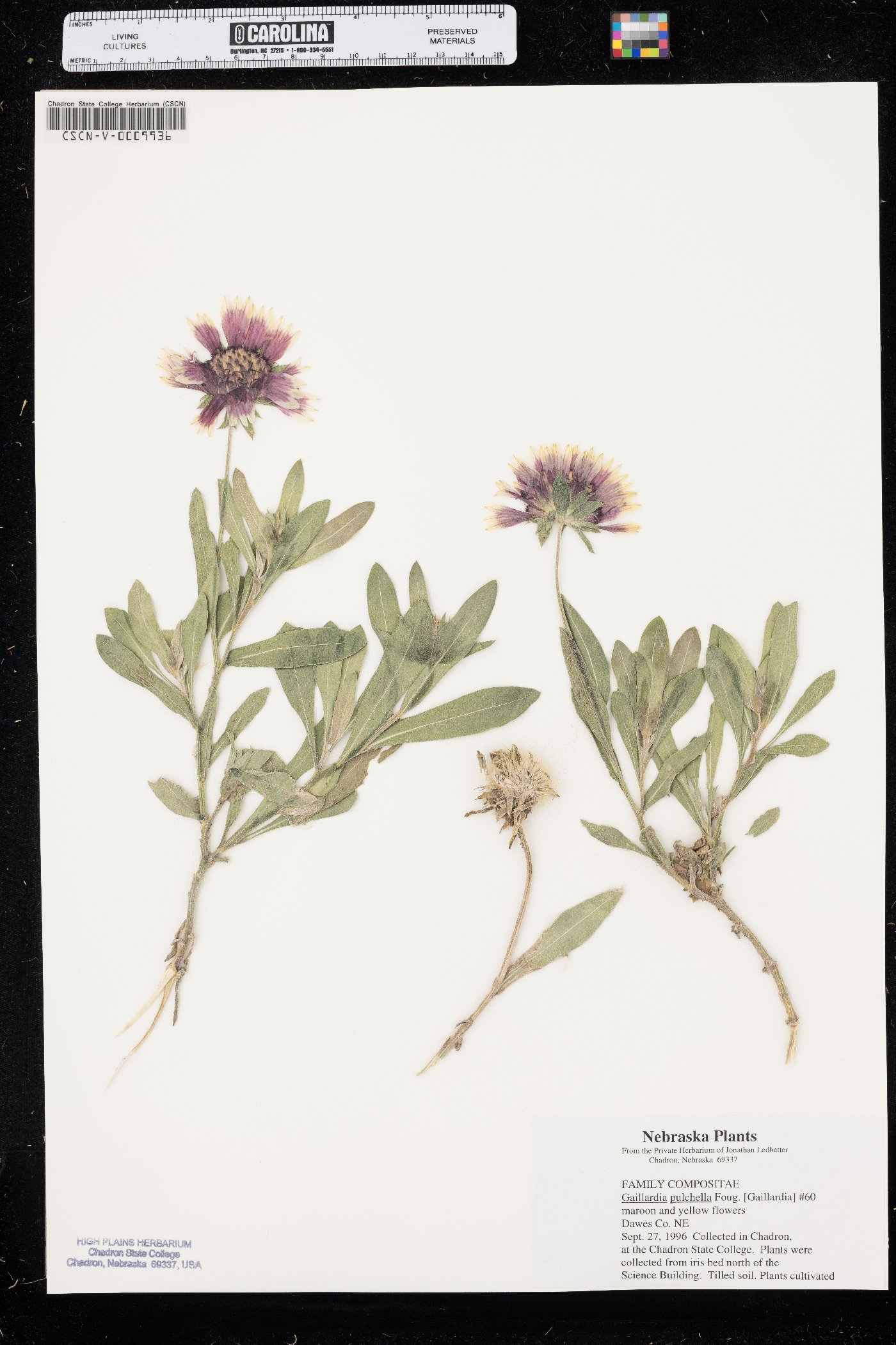 Gaillardia × grandiflora image