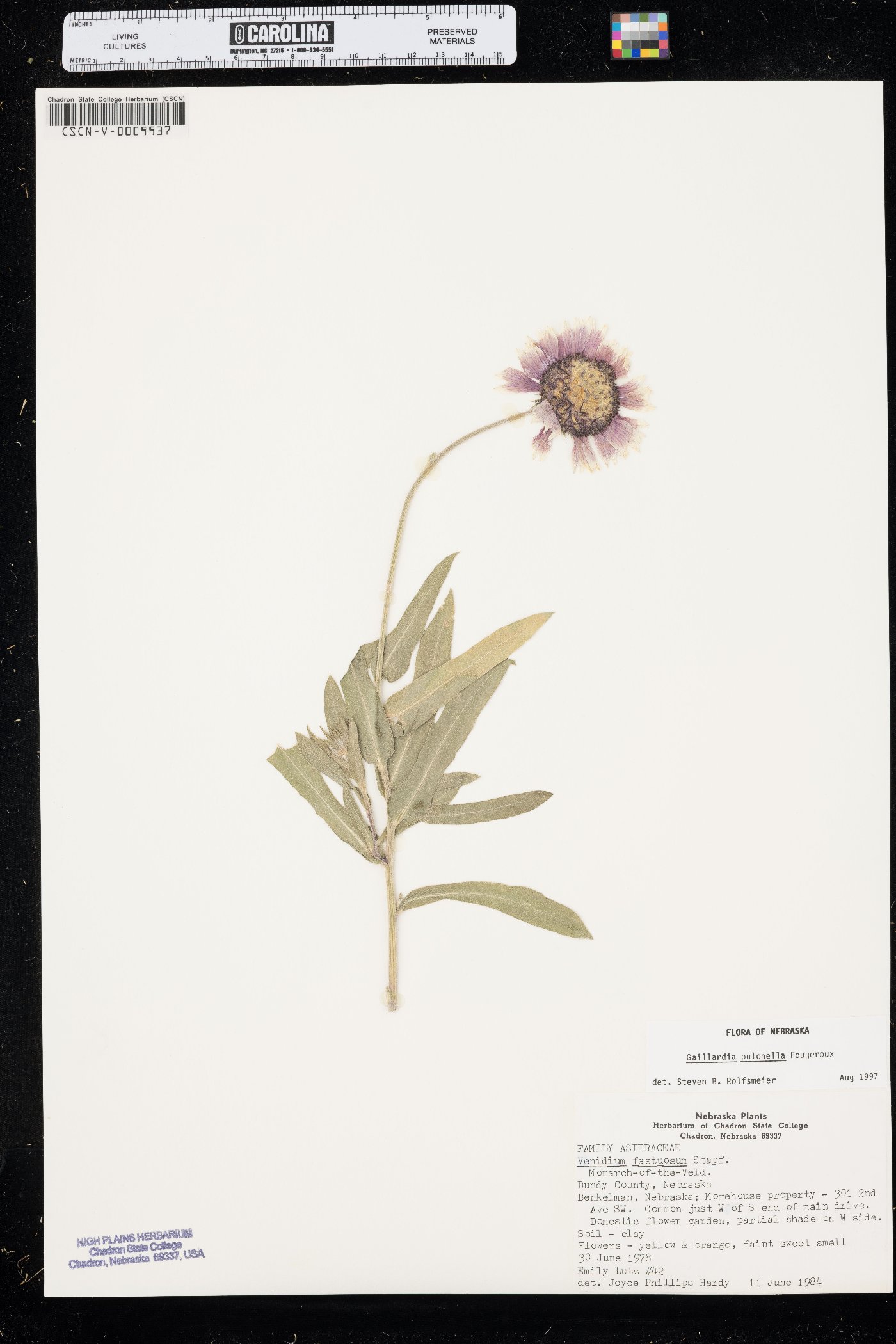 Gaillardia × grandiflora image