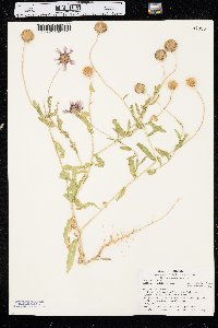 Gaillardia pulchella image