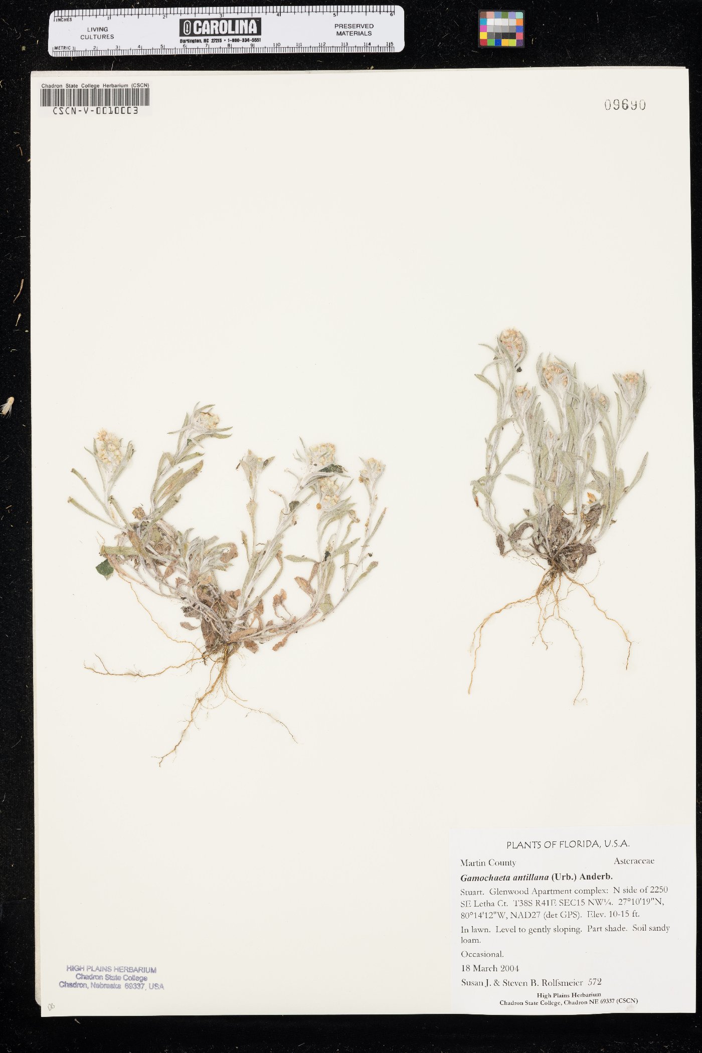 Gamochaeta antillana image