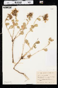 Grindelia hirsutula image