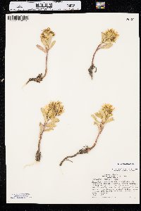 Grindelia integrifolia image