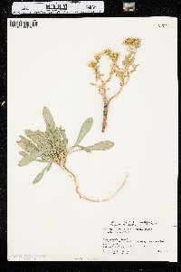 Grindelia squarrosa image