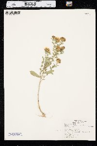 Grindelia squarrosa var. squarrosa image