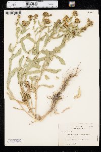 Grindelia squarrosa image