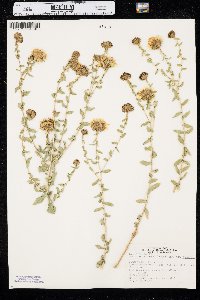 Grindelia squarrosa var. squarrosa image