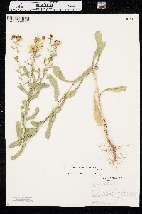 Grindelia squarrosa image