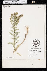 Grindelia squarrosa var. squarrosa image