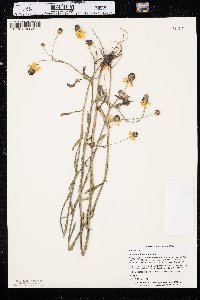 Helenium flexuosum image