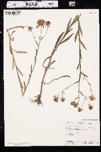 Helenium flexuosum image