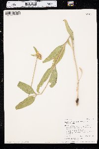 Helianthella uniflora image