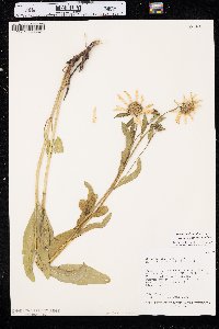 Helianthella uniflora image