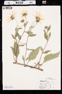 Helianthus tuberosus image