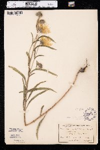 Helianthus maximiliani image