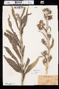 Helianthus maximiliani image