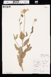 Helianthus niveus subsp. canescens image
