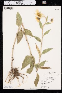 Helianthus nuttallii image