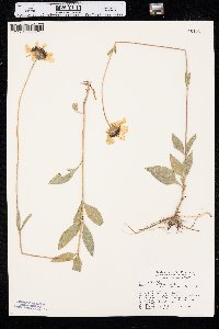 Helianthus pauciflorus image