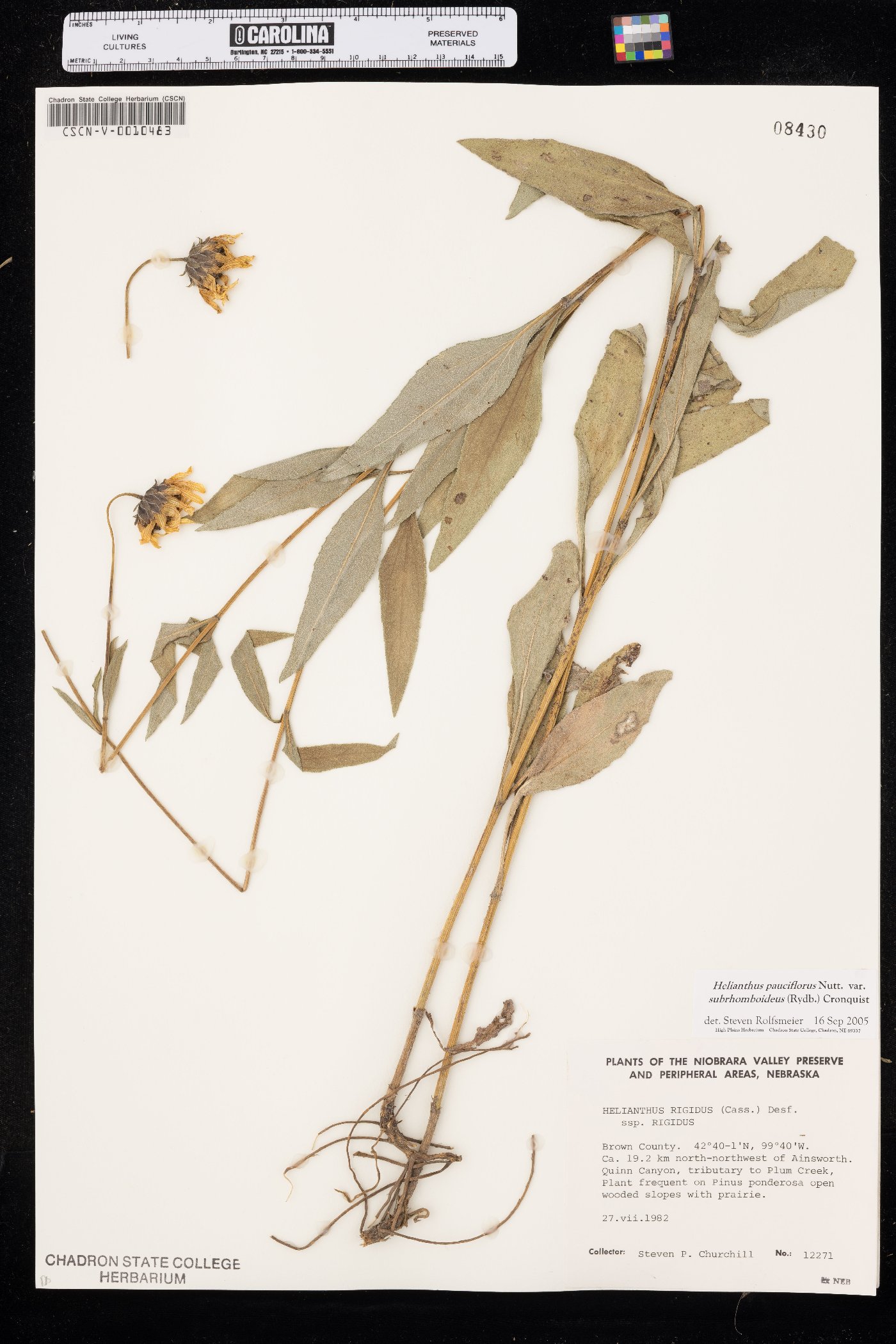 Helianthus pauciflorus var. subrhomboideus image