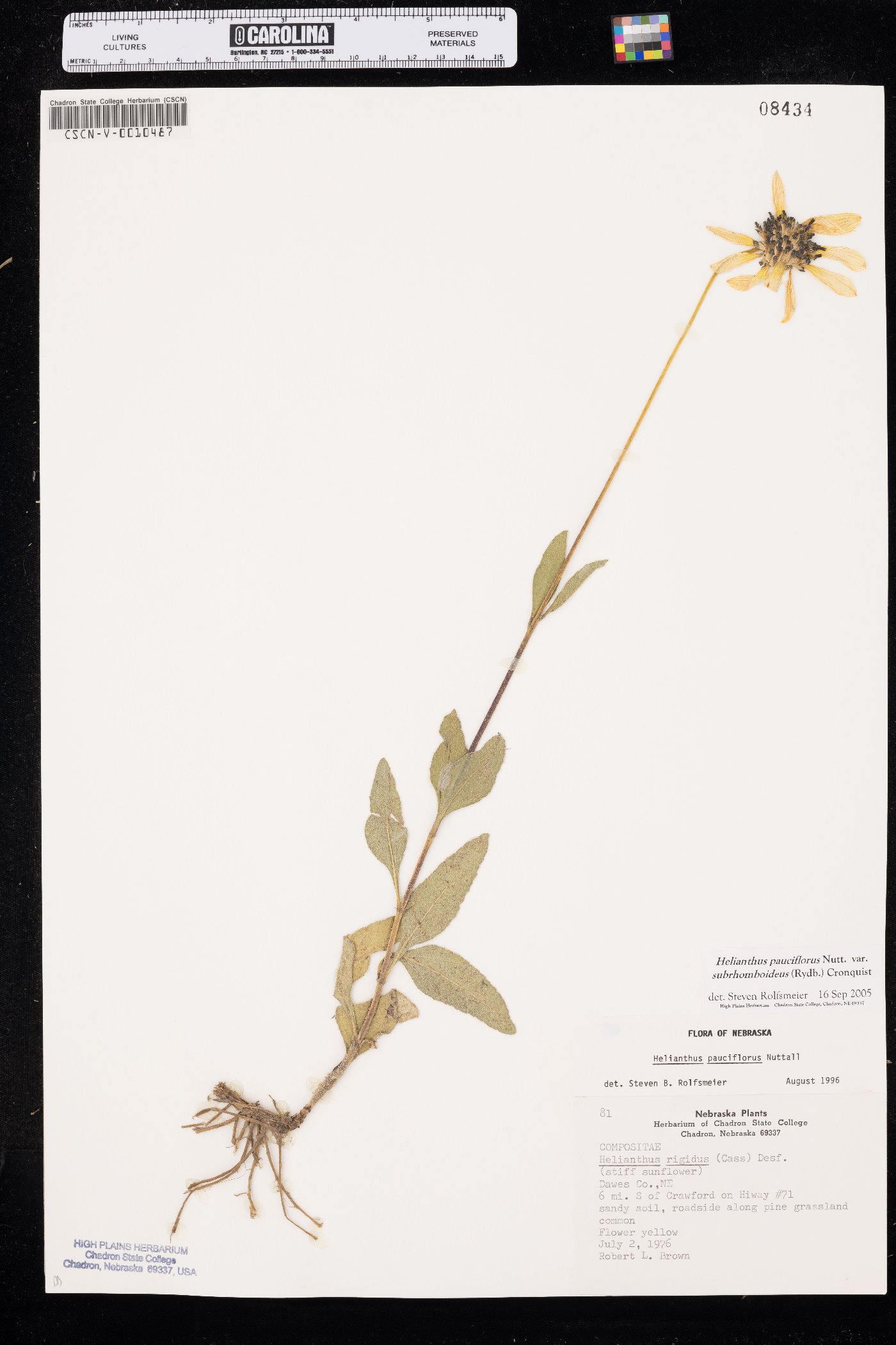 Helianthus pauciflorus var. subrhomboideus image