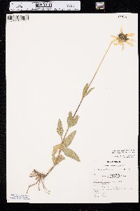 Helianthus pauciflorus var. subrhomboideus image