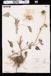 Helianthus petiolaris image