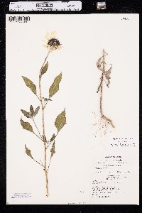 Helianthus petiolaris image