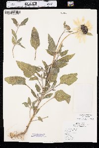 Helianthus petiolaris var. petiolaris image