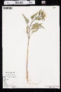 Helianthus petiolaris image