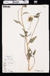 Helianthus petiolaris image