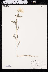 Helianthus petiolaris image