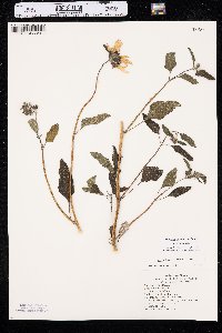 Helianthus petiolaris var. petiolaris image
