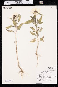 Helianthus petiolaris var. petiolaris image