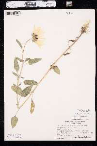 Helianthus petiolaris var. petiolaris image