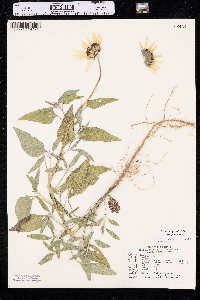 Helianthus petiolaris image