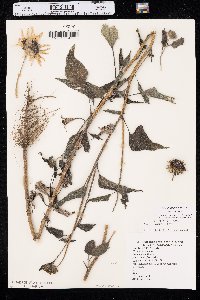 Helianthus petiolaris var. petiolaris image