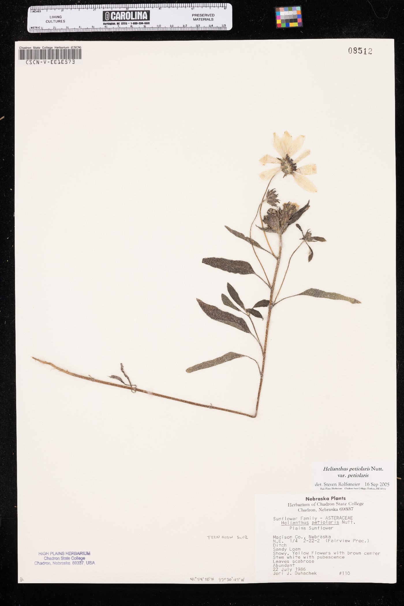 Helianthus petiolaris var. petiolaris image