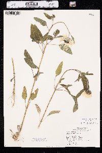 Helianthus petiolaris image