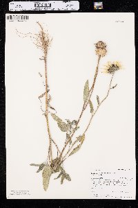 Helianthus petiolaris var. petiolaris image